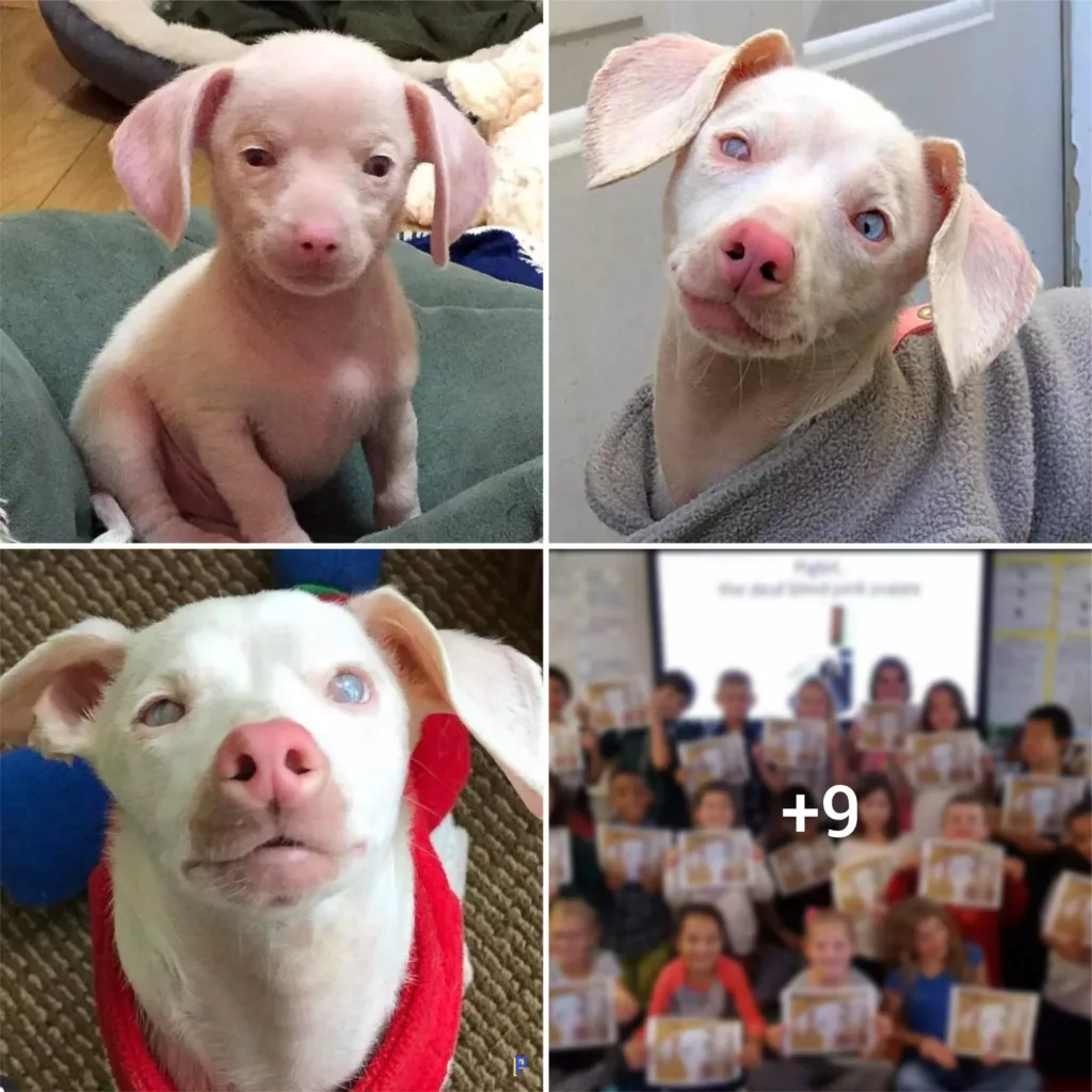 “The Unstoppable Piglet: How a Blind and Deaf Puppy Fueled Hope and Joy in Our Hearts”