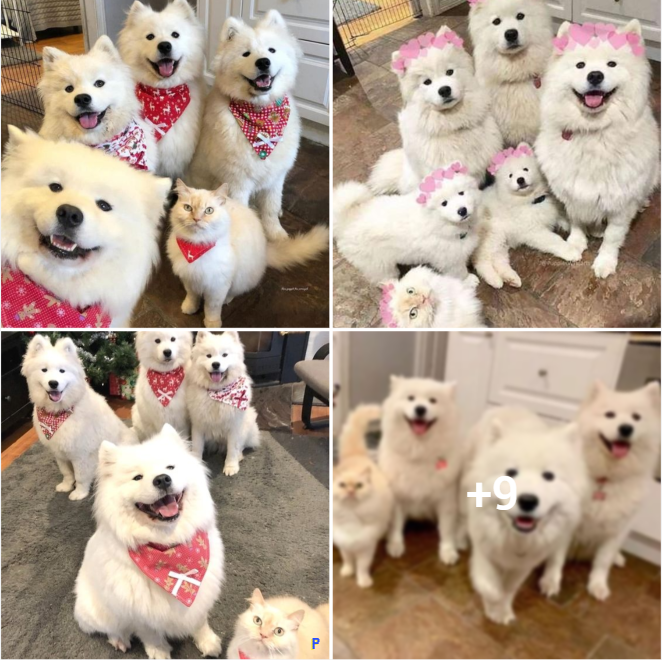 “Our Heartwarming Tale of Four Samoyeds and Their Feline Companion”