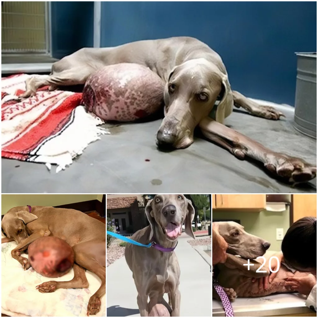 The Inspiring Story of a Canine’s 12-Pound Tumor Removal that Warmed the Hearts of Many