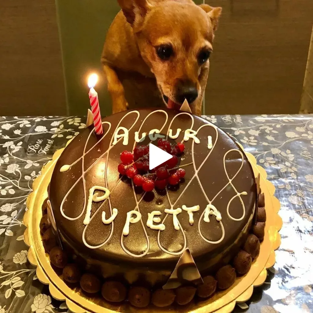 Celebrating Her Birthday: A Heartwarming Moment as a Dog Receives His First Cake After 15 Years