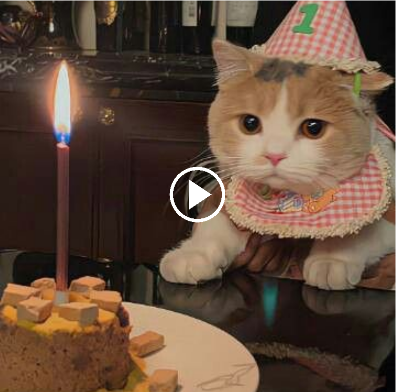 “Milestones and Memories: Honoring Our Feline Friend on their 3-Month Anniversary”