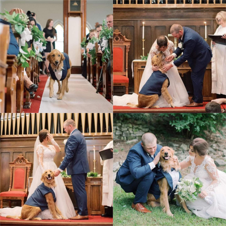 The Happiest Guest: Dog Overjoyed to Attend Mom and Dad’s Wedding! 🐾💍